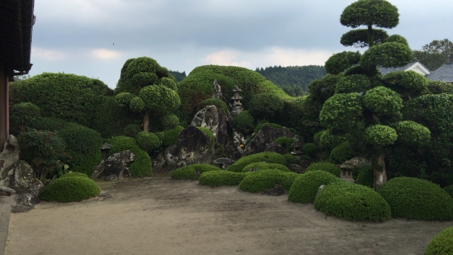 植物の健全な成長のイメージ画像